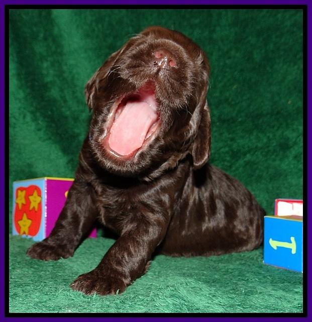 Liza Trace pups 2 wks old 101