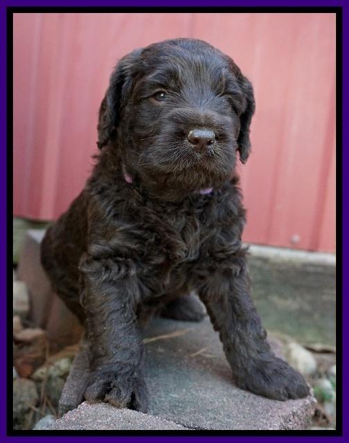 Liza Trace pups 4 wks old 111