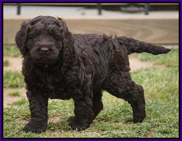 Liza Trace pups 5 wks old 7200