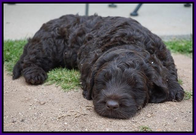 Liza Trace pups 6 wks old 81
