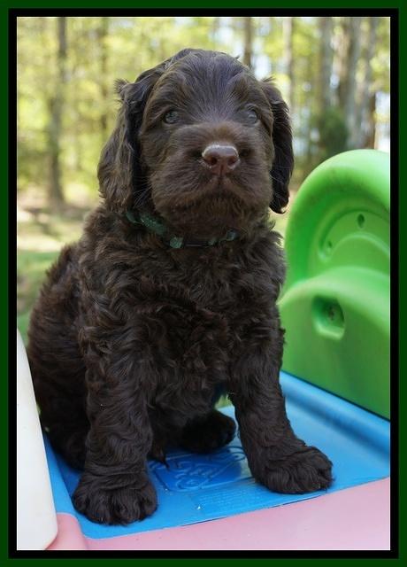 Liza TRAce pups 5 wks old 101