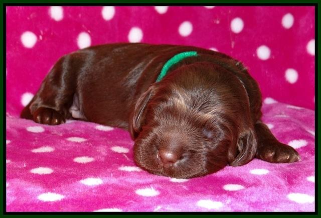 Liza Trace pups 1 wk old 81