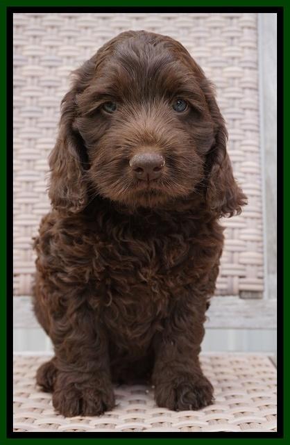 Liza Trace pups 7 wks old 151