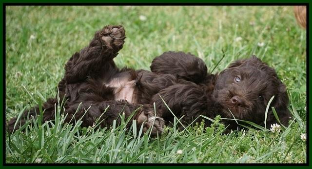 Liza Trace pups 7 wks old 161