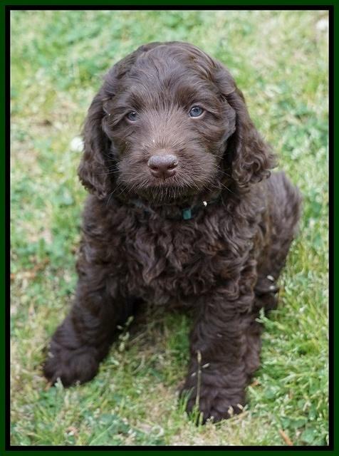 Liza Trace pups 7 wks old 181
