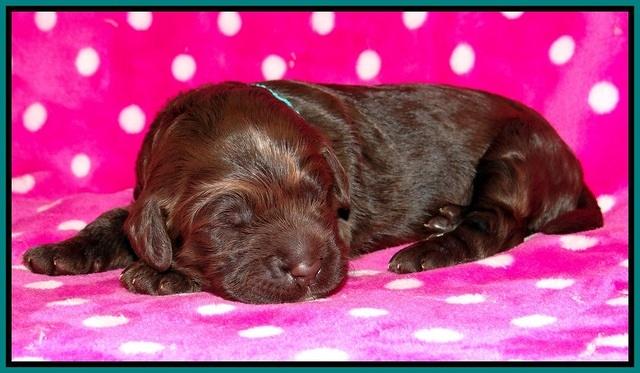 Liza Trace pups 1 wk old 063