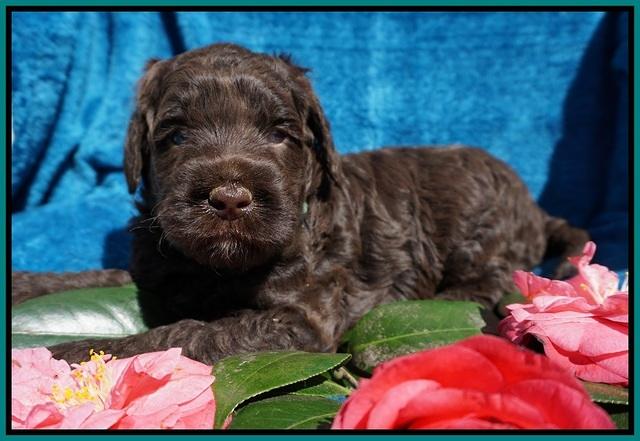 Liza Trace pups 4 wks old 181