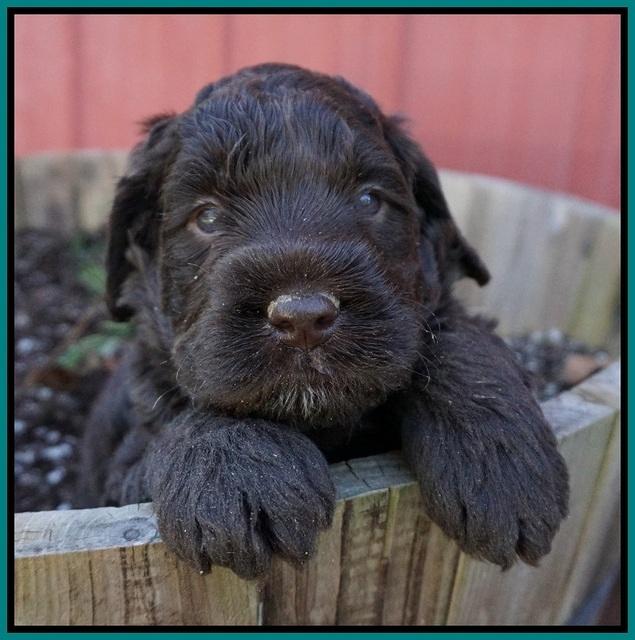 Liza Trace pups 4 wks old 211
