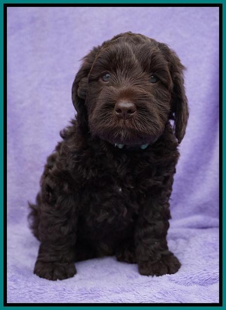 Liza Trace pups 6 wks old 161