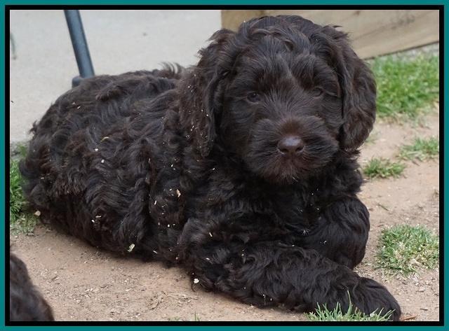 Liza Trace pups 6 wks old 191