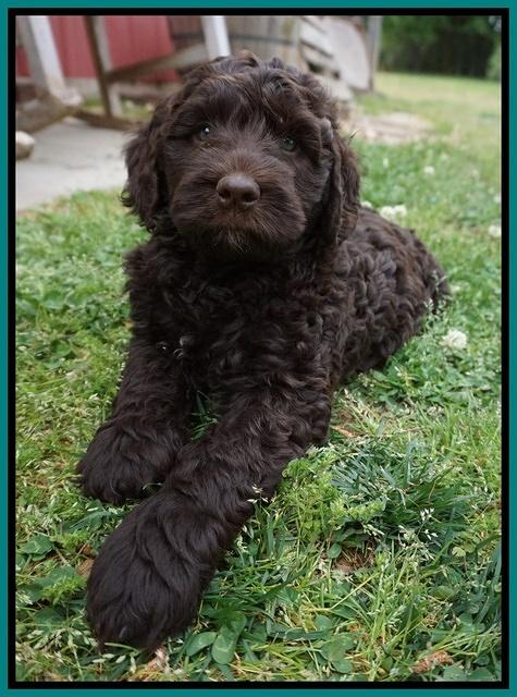 Liza Trace pups 7 wks old 211