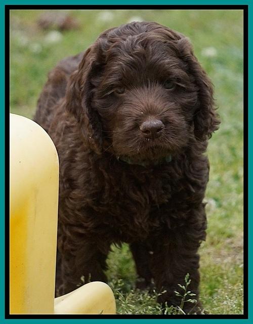 Liza Trace pups 7 wks old 221