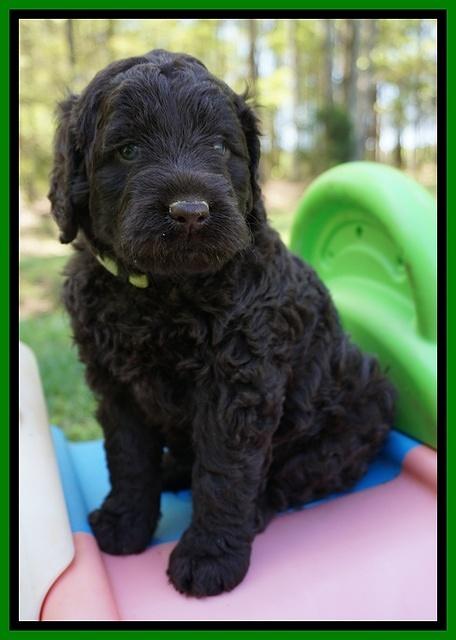 Liza TRAce pups 5 wks old 141