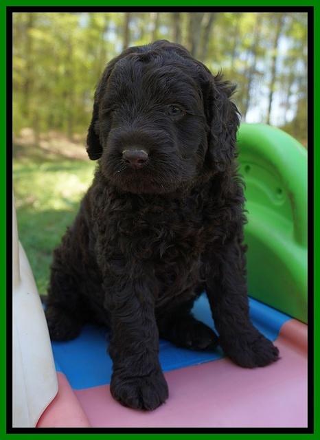 Liza TRAce pups 5 wks old 151