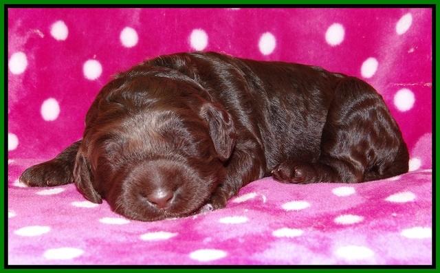 Liza Trace pups 1 wk old 161