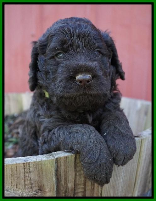 Liza Trace pups 4 wks old 221