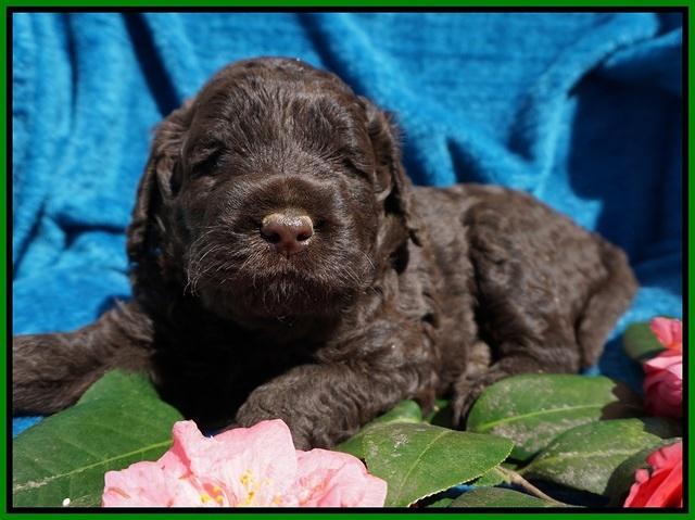 Liza Trace pups 4 wks old 251