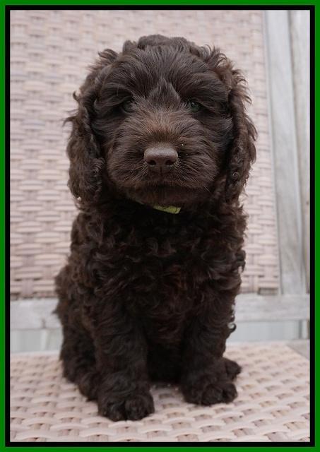 Liza Trace pups 7 wks old 231