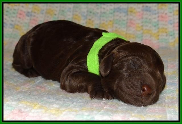 Liza Trace pups new born 121