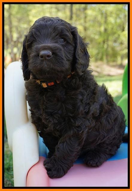 Liza TRAce pups 5 wks old 231