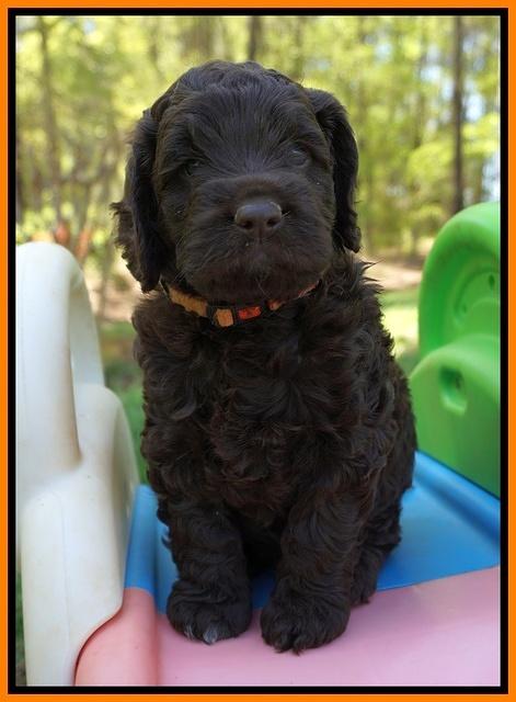 Liza TRAce pups 5 wks old 241