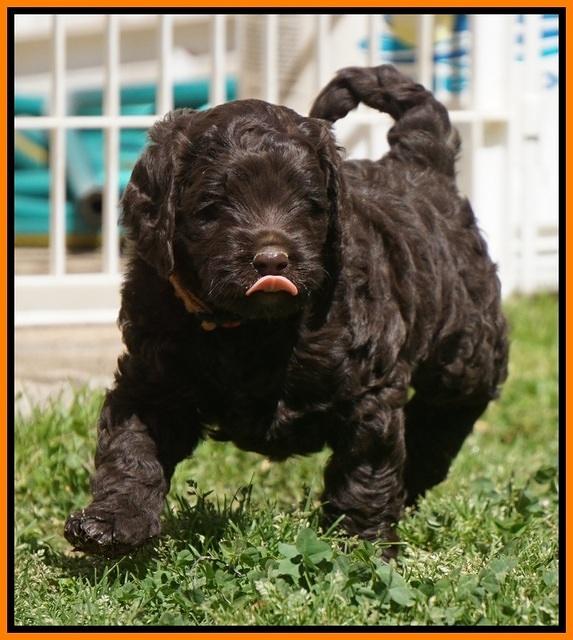 Liza TRAce pups 5 wks old 251
