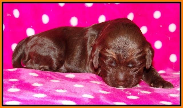 Liza Trace pups 1 wk old 141