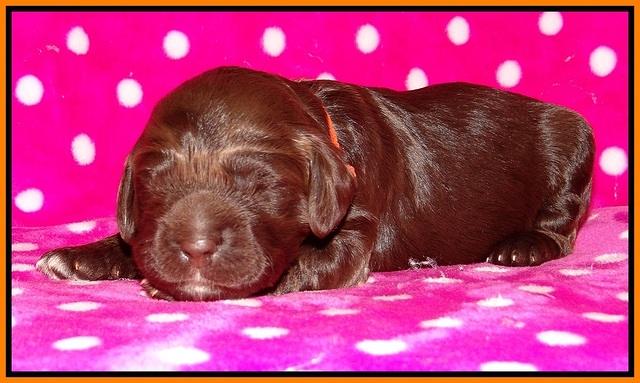 Liza Trace pups 1 wk old 151