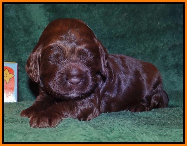Liza Trace pups 2 wks old 241