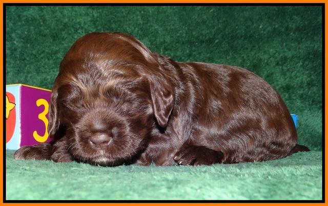 Liza Trace pups 2 wks old 251