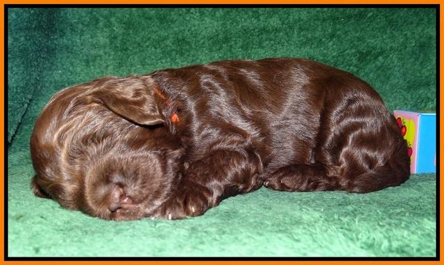 Liza Trace pups 2 wks old 261
