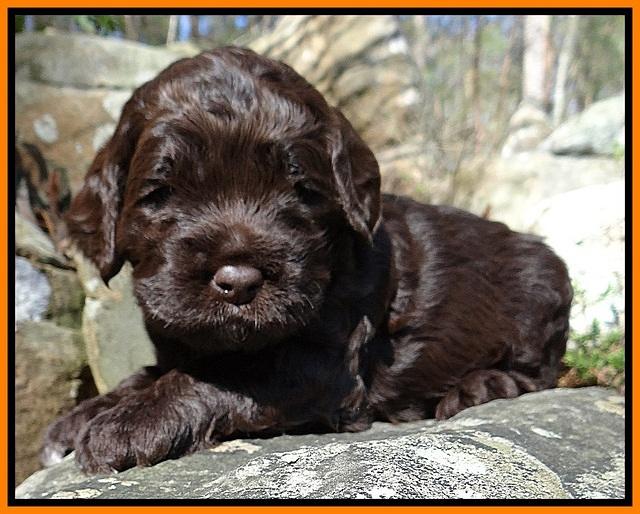 Liza Trace pups 3 wks old 192