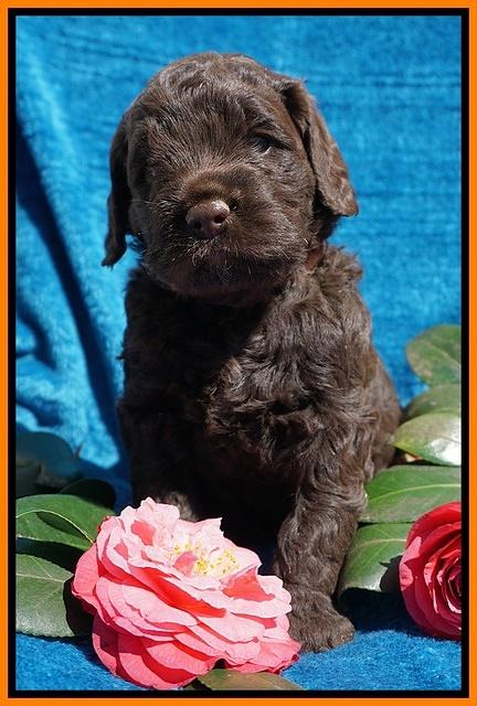 Liza Trace pups 4 wks old 281