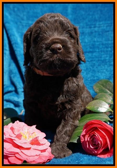 Liza Trace pups 4 wks old 291