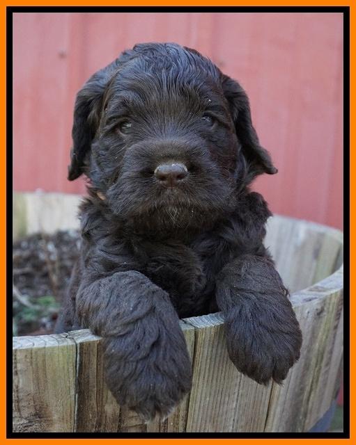 Liza Trace pups 4 wks old 301