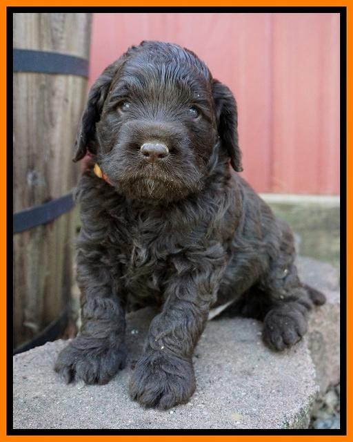 Liza Trace pups 4 wks old 321