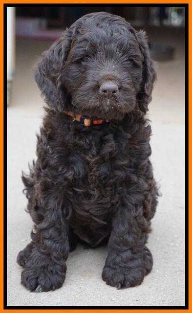 Liza Trace pups 6 wks old 241