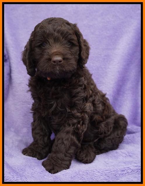 Liza Trace pups 6 wks old 251