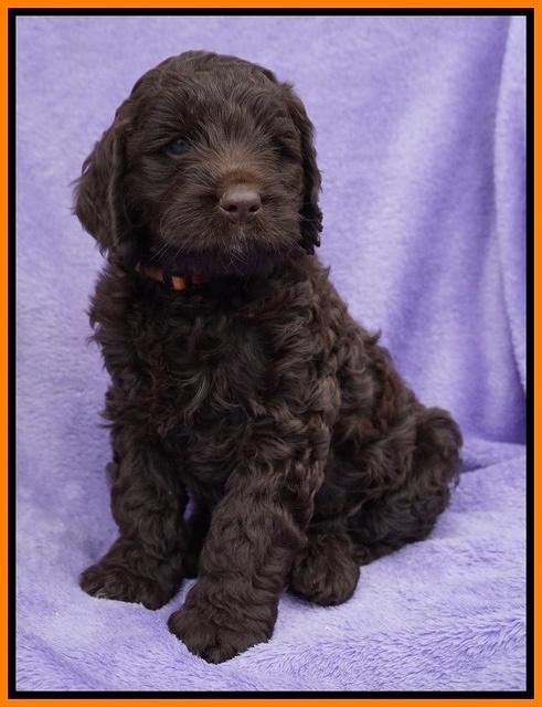 Liza Trace pups 6 wks old 261
