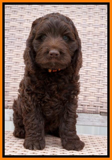 Liza Trace pups 7 wks old 291