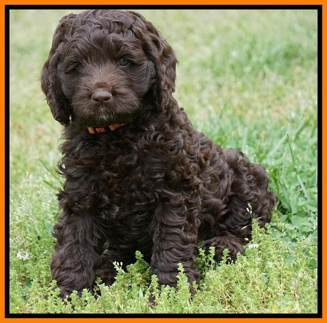 Liza Trace pups 7 wks old 321