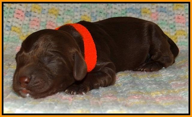 Liza Trace pups new born 141