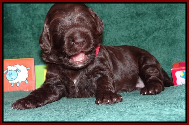 Liza Trace pups 2 wks old 231