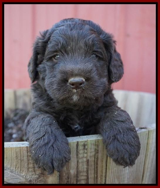 Liza Trace pups 4 wks old 341