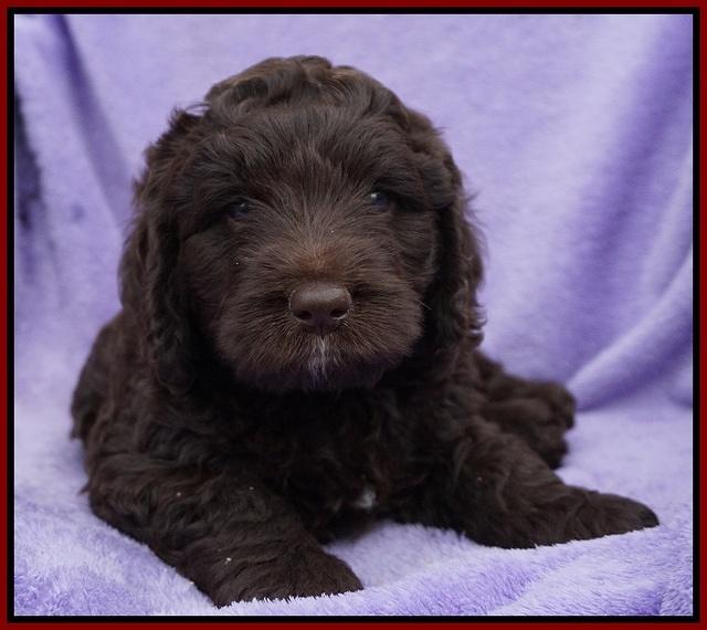 Liza Trace pups 6 wks old 281