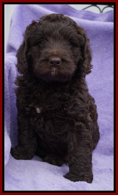 Liza Trace pups 6 wks old 291