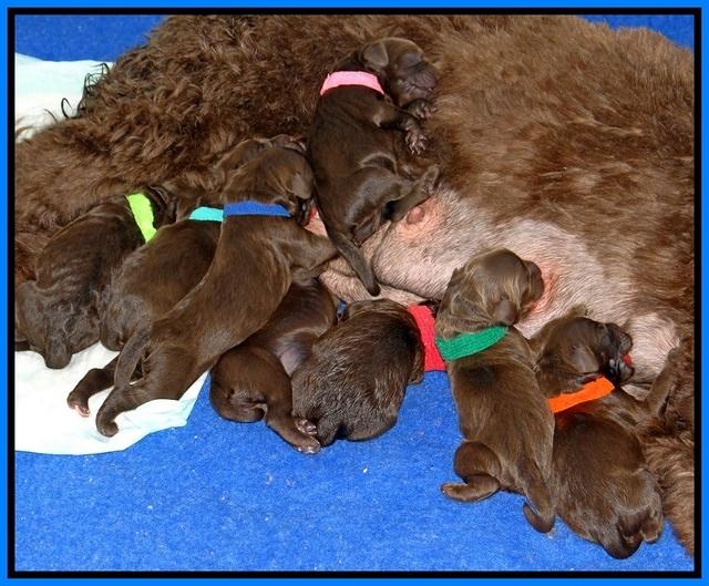 Liaz Trace newborns 006