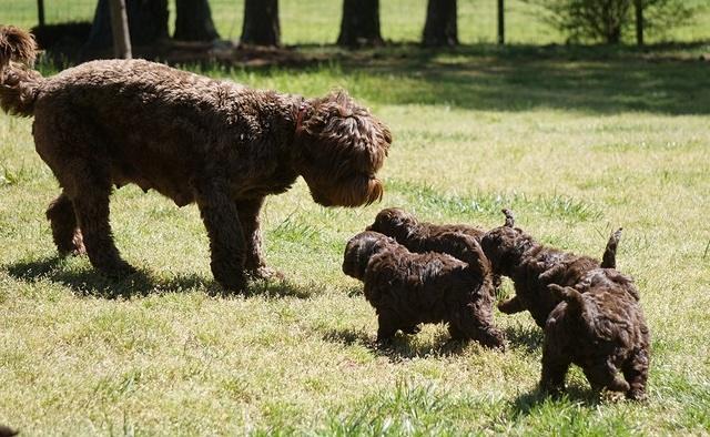 Liza Trace pups 5 wks old 32200
