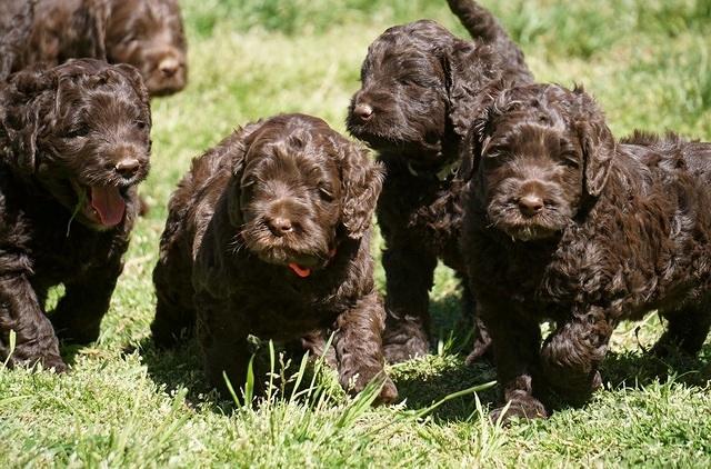 Liza Trace pups 5 wks old 33200