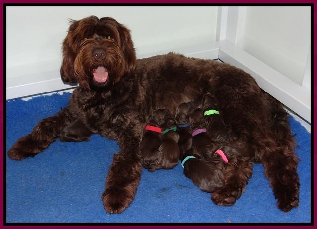 Liza Trace pups new born 171